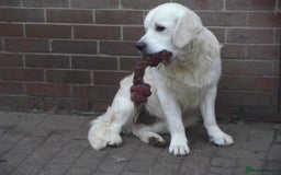 Golden Retriever dogs for stud: CHAMPION SIRED DOG AT STUD - Image 5