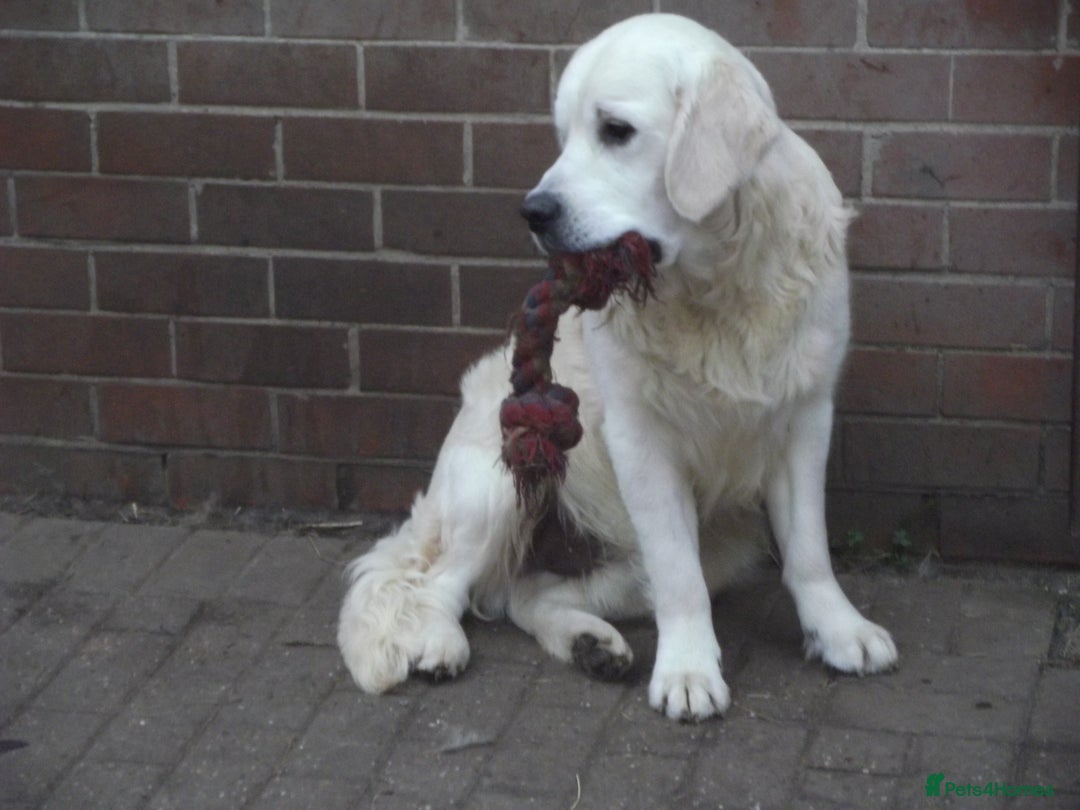 Golden Retriever dogs for stud: CHAMPION SIRED DOG AT STUD - Image 5
