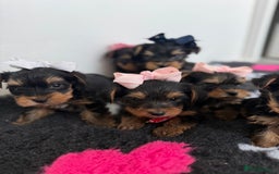 Yorkshire Terrier dogs for sale: Yorkshire Terrier Puppy 5 - 6 beautiful Yorkshire terriers  - Image 1
