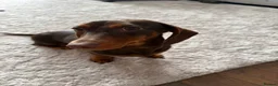 Miniature Dachshund dogs for sale: Female Miniature Dashhound in Hull - Advert 2