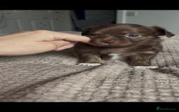 Chihuahua dogs for sale: Chocolate Girl, Blue Boy Longhair Chihuahua  - Image 18