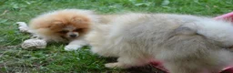 Pomeranian dogs for sale: PACO - Beautiful Pomeranian Boy - Advert 3
