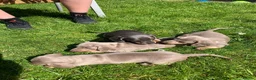 Miniature Dachshund dogs for sale: Magnificent dachshund puppies for sale  - Advert 12