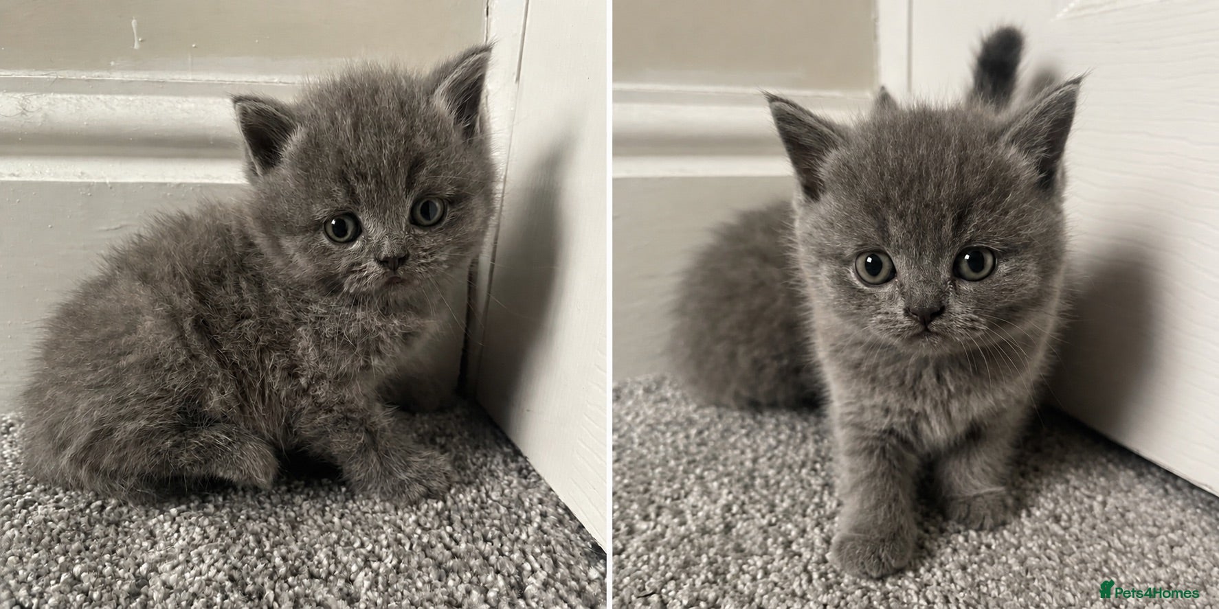 British Shorthair cats 4x British shorthair kittens  - Advert 2