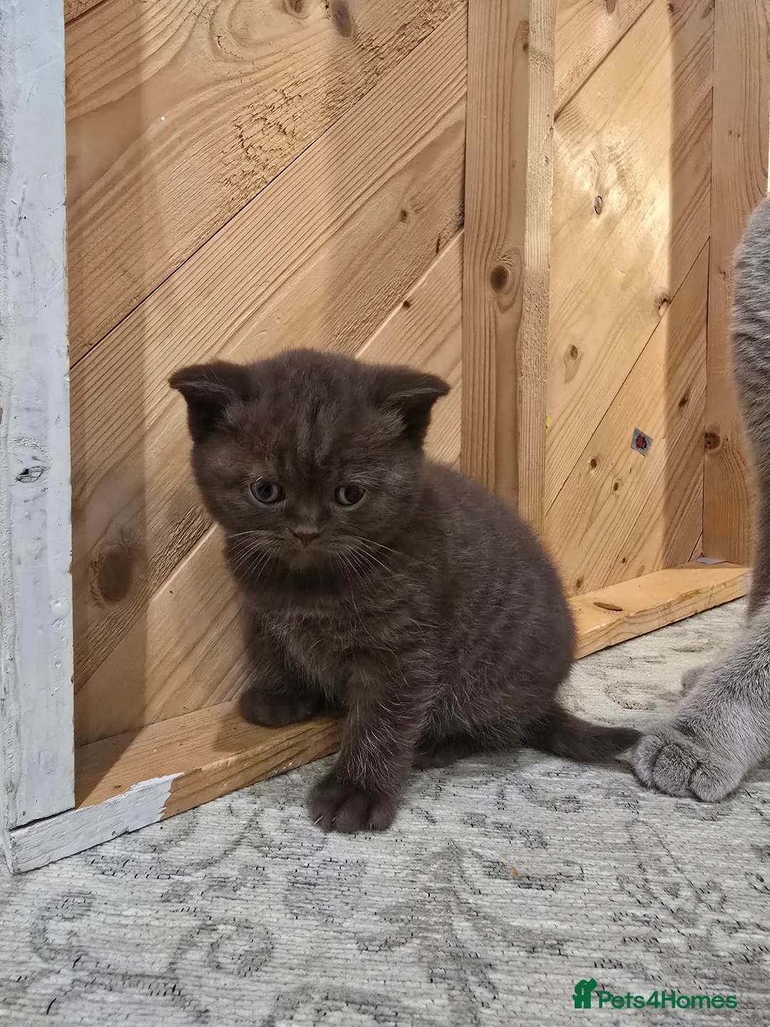British Shorthair cats for sale: 🥰 GCCF redgisted Rare chunky chocolate kittens♥️  - Advert 12
