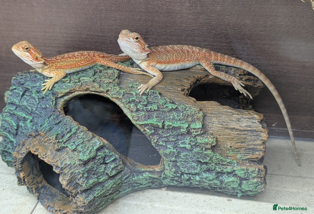 Bearded Dragon reptiles for sale: Baby Bearded dragons. Witblits, genetic stripes - Image 2