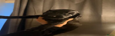 Cockapoo 3