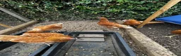 Chickens poultry for sale: 6 point of lay hens/pullets - Advert 8