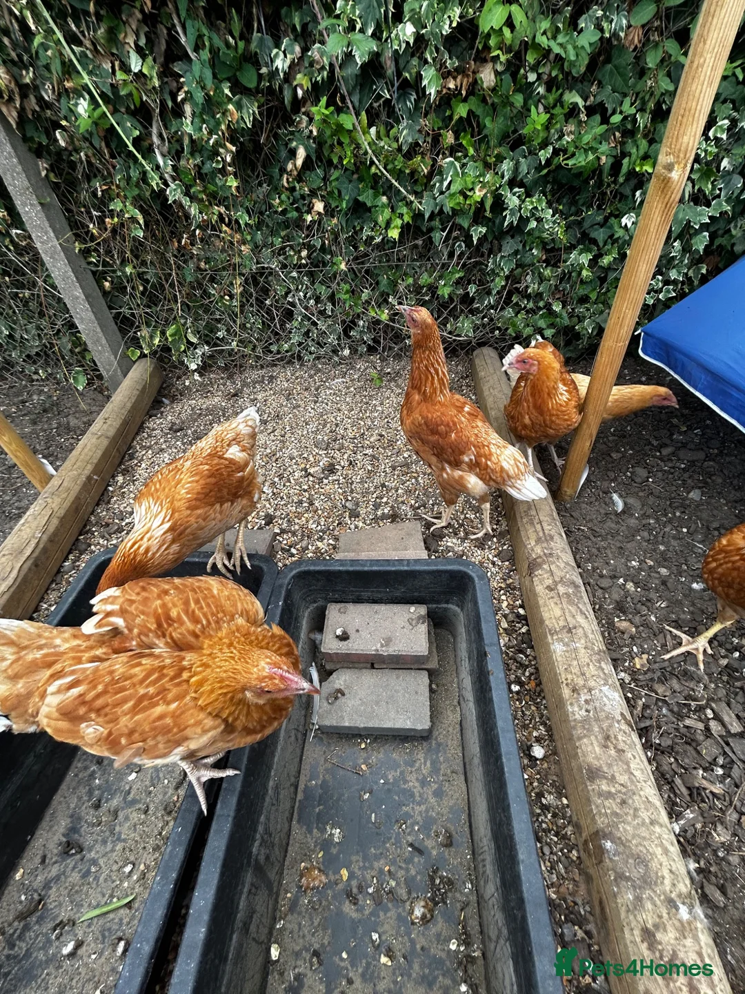 Chickens poultry for sale: 6 point of lay hens/pullets - Advert 8