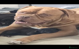 Mixed Breed dogs for sale: Stunning dogue de Bordeaux X cane corso - Image 2