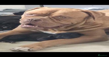 Mixed Breed dogs - Advert 9