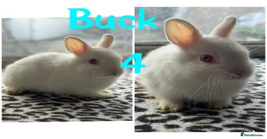 Netherland Dwarf rabbits - Advert 16