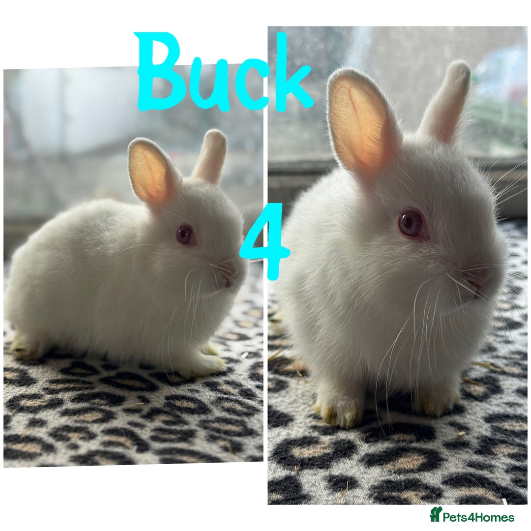 Netherland Dwarf rabbits for sale: Pure breed Netherlands male and female  - Image 3