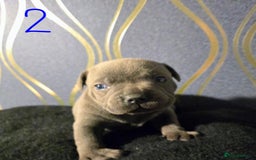 Staffordshire Bull Terrier dogs for sale: Stunning Staffordshire bull terrier pups  - Image 7