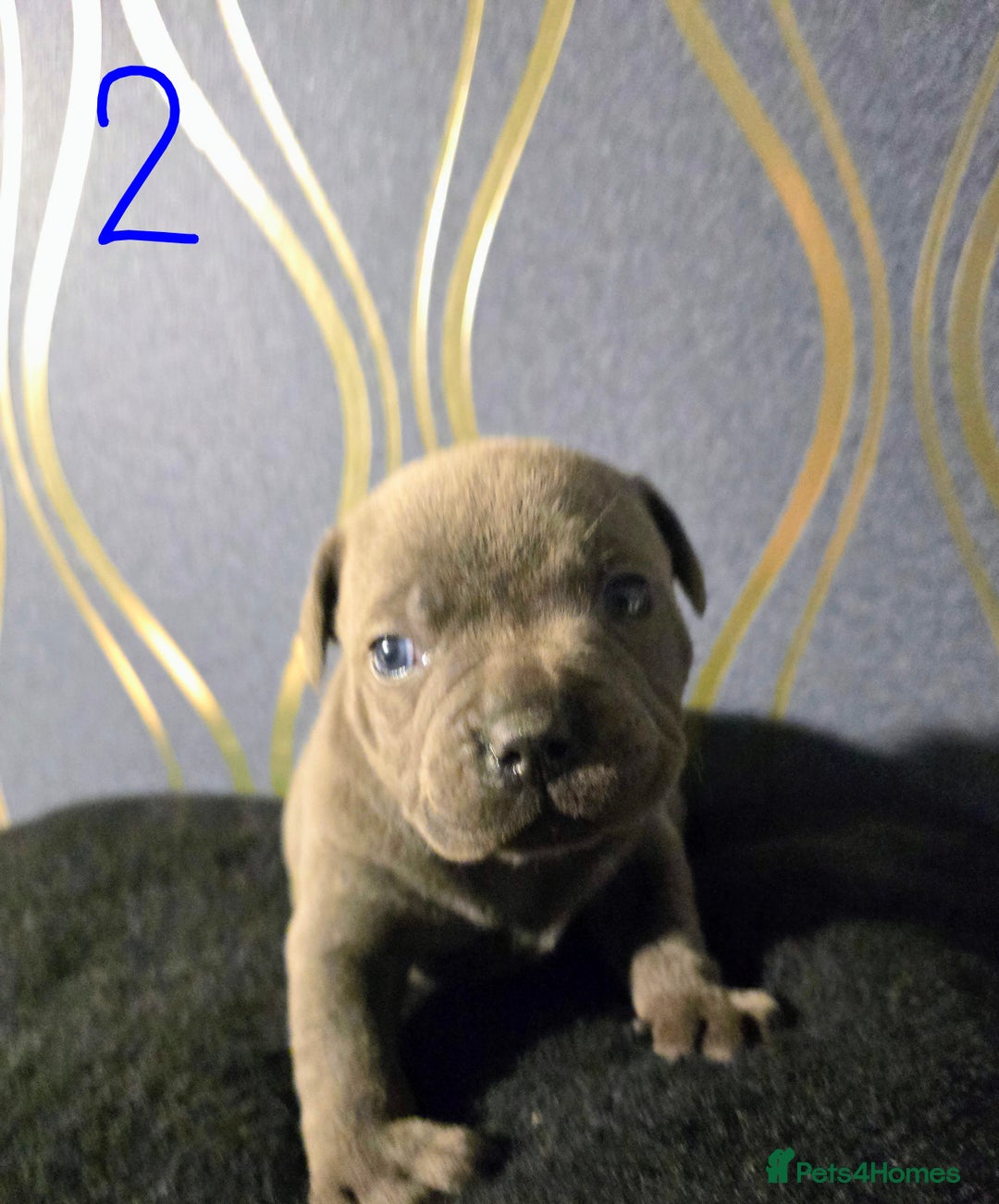 Staffordshire Bull Terrier dogs for sale: Stunning Staffordshire bull terrier pups  - Image 7