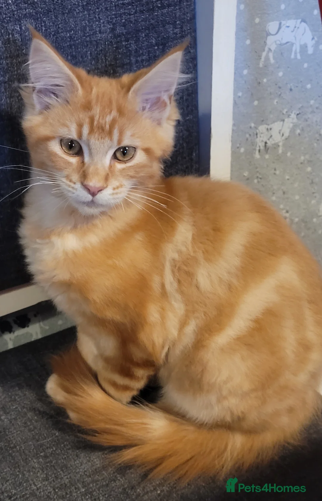 Maine Coon cats for sale: Ginger Maine Coon Kittens  - Advert 16