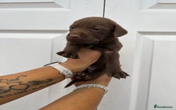Mixed Breed dogs for sale: 4 week old puppies - Image 2