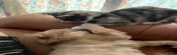 Mixed Breed cats for sale: Female Tortie Rehome - Advert 8