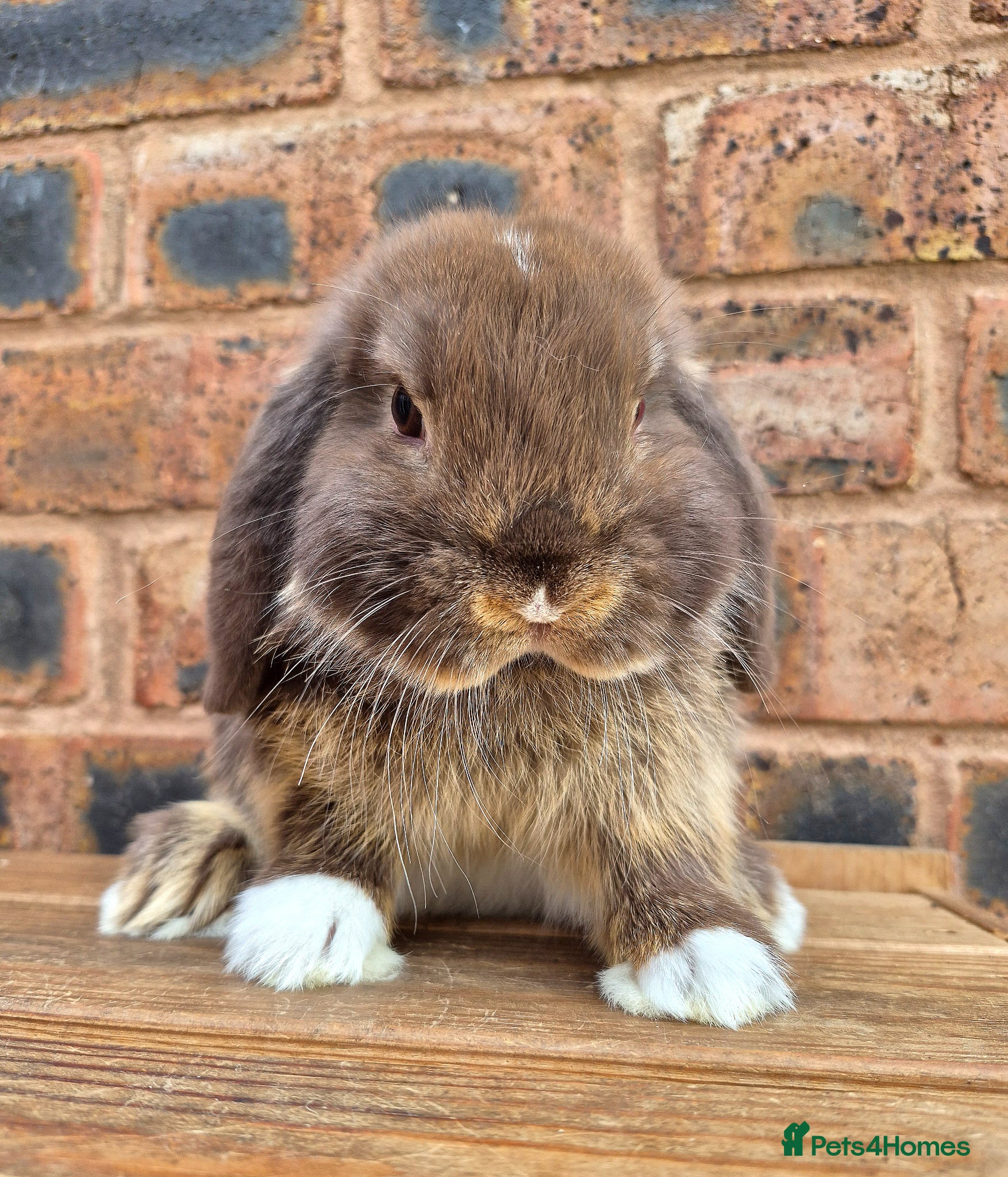 Mini Lop rabbits Friendly Handled Mini Lop Boy - Advert 7