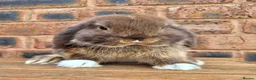 Mini Lop rabbits for sale: Friendly Handled Mini Lop Boy - Advert 1