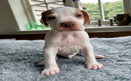 Pointer dogs for sale: KC reg Pointer Puppies - Image 33
