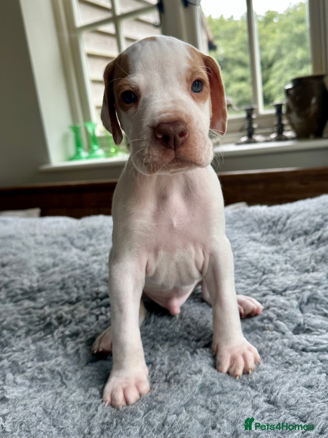 Pointer dogs for sale: KC reg Pointer Puppies - Image 33