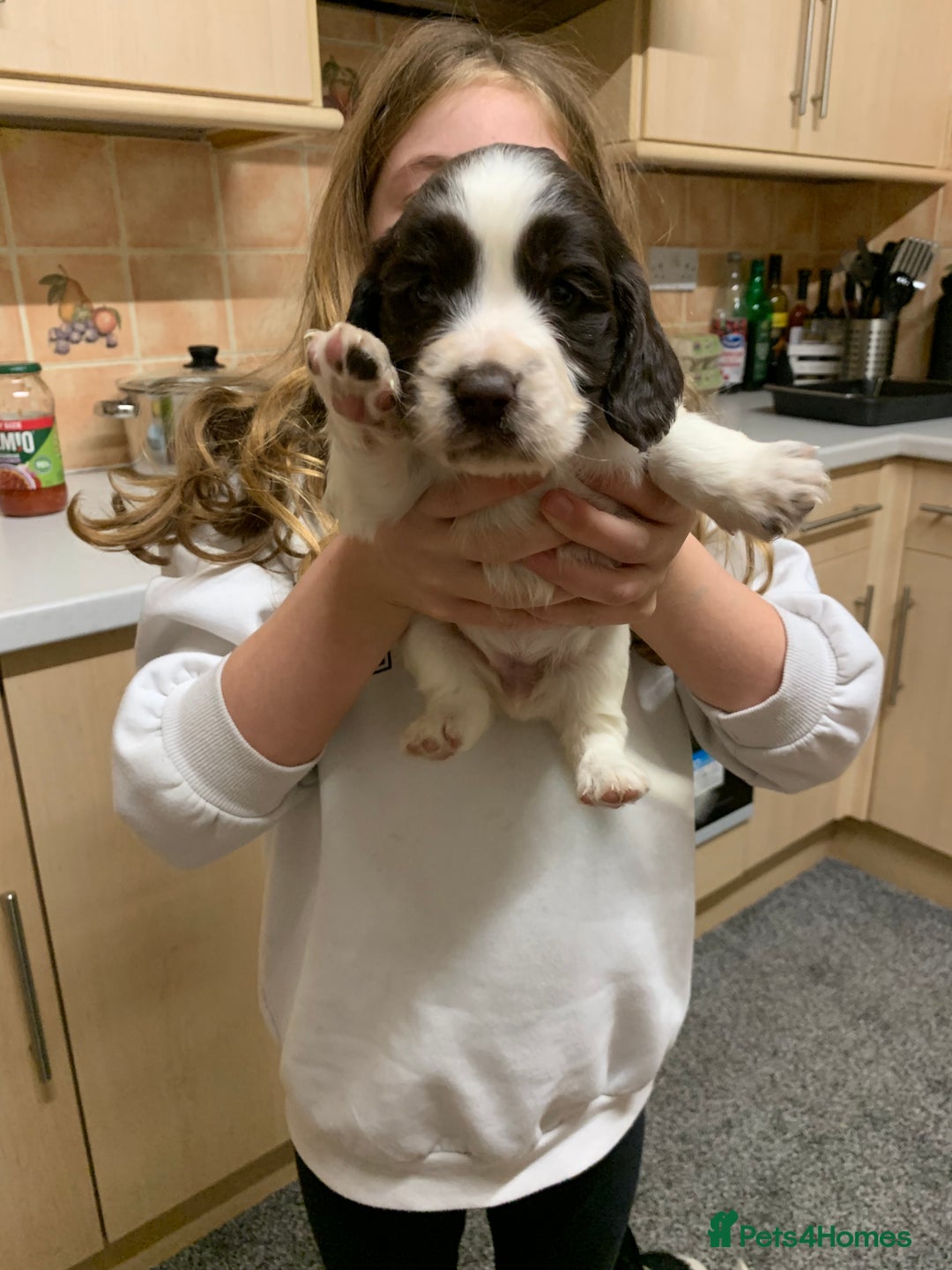 Sprocker dogs for sale: Sprockers for sale - Advert 4