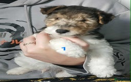 Fox Terrier dogs for sale: KC Reg Wire Fox Terrier Puppies READY NOW - Image 9