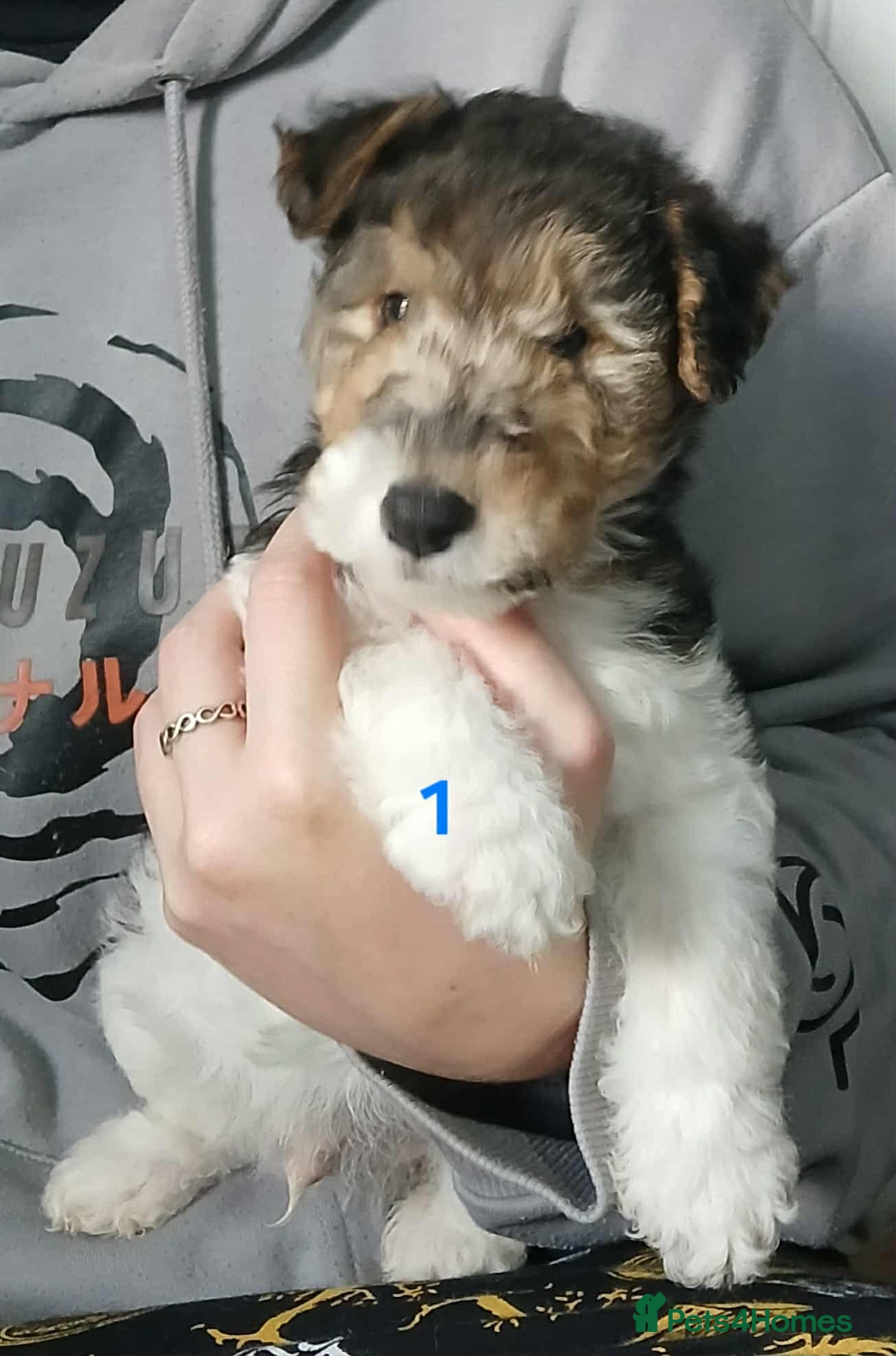 Fox Terrier dogs for sale: KC Reg Wire Fox Terrier Puppies READY NOW - Image 9