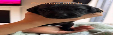 Orange bitch