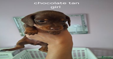 Miniature Dachshund dogs - Advert 5