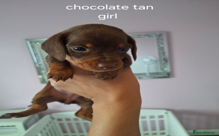 Miniature Dachshund dogs - Advert 4
