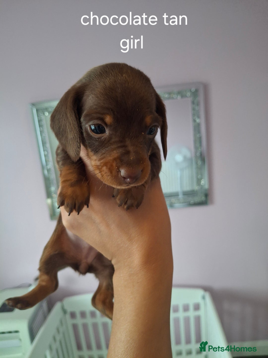 Miniature Dachshund dogs for sale: 💖 Adorable tiny miniature dachshund pups 💖 - Image 3