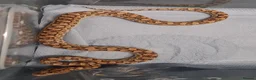 Boa Snake reptiles for sale: Argentina Rainbow Boa's Male & Females - Advert 4