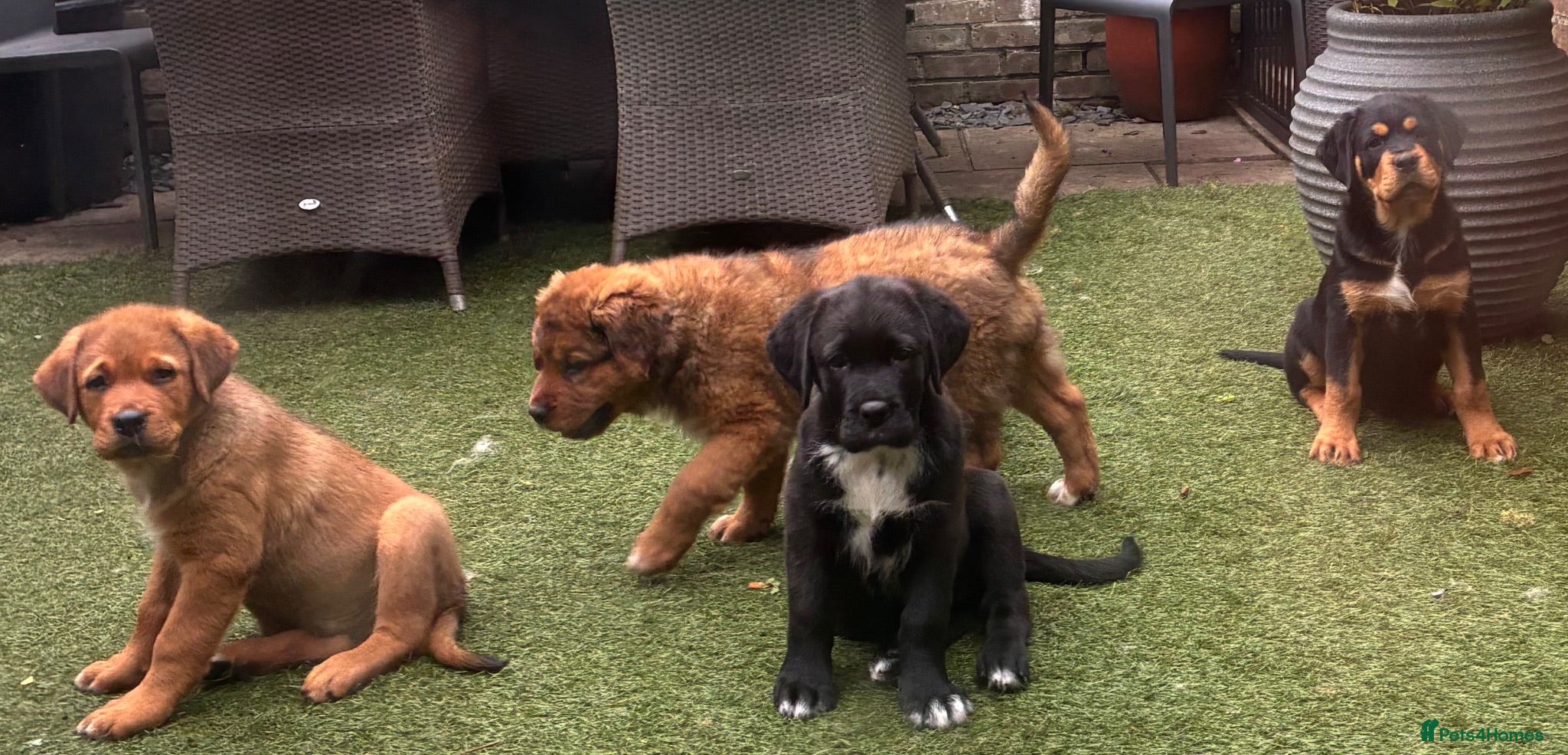 Mixed Breed dogs Central Asian Shepard x Rottweiler Puppies - Advert 1