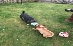 Staffordshire Bull Terrier dogs for stud: Blue Staffordshire bull terrier proven stud in Port Glasgow - Image 12