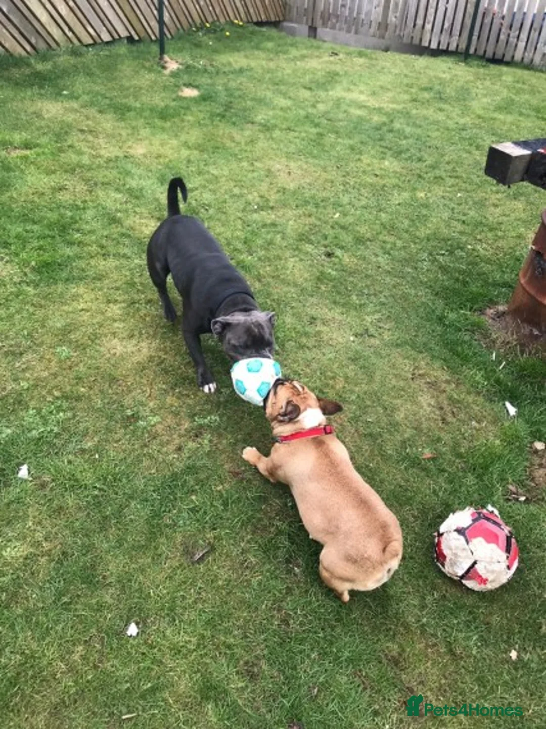 Staffordshire Bull Terrier dogs for stud: Blue Staffordshire bull terrier proven stud in Port Glasgow - Advert 12