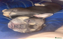 French Bulldog dogs for sale: Hugo 6 year old frenchie  - Image 1