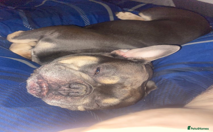 French Bulldog dogs - Advert 1