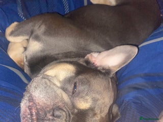 French Bulldog dogs for sale - Advert 1