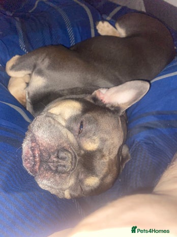 French Bulldog dogs - Advert 1