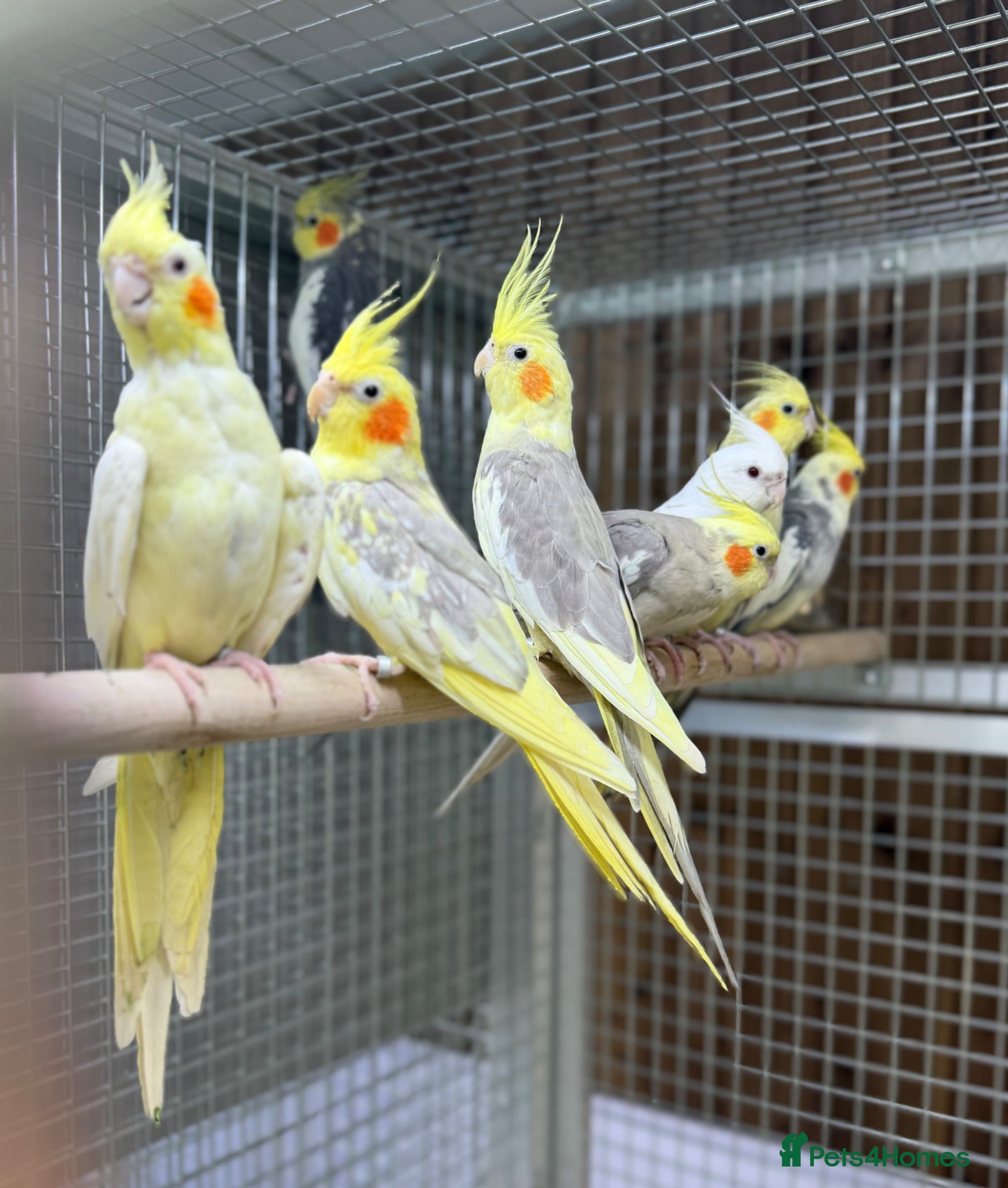 Cockatiels birds Cocktails  - Advert 3