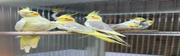 Cockatiels birds for sale: Cocktails  - Advert 1