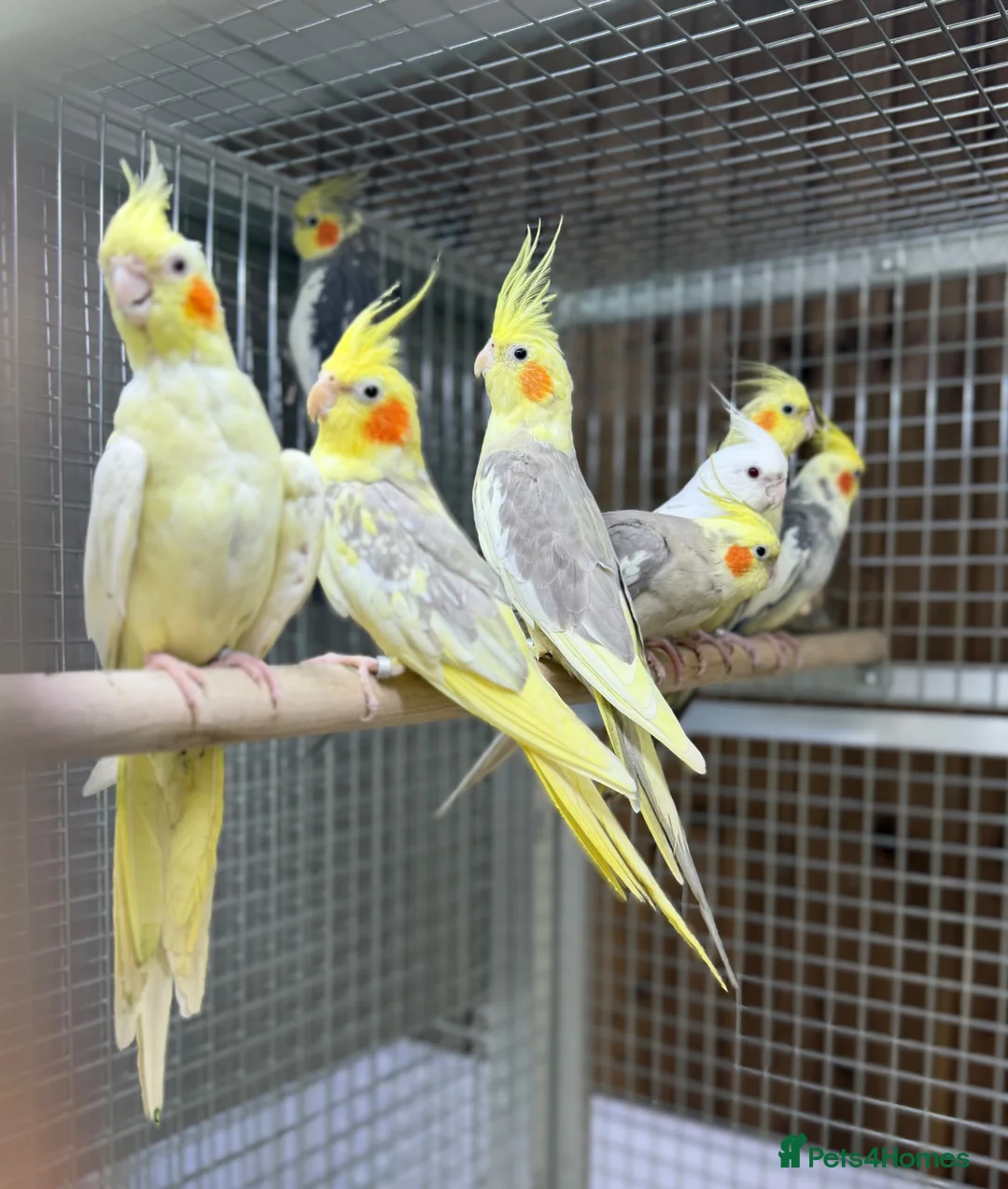 Cockatiels birds for sale: Cocktails  - Advert 1