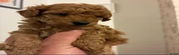 Toy Poodle dogs for sale: Toy Poodle Puppies in Birmingham - Advert 5