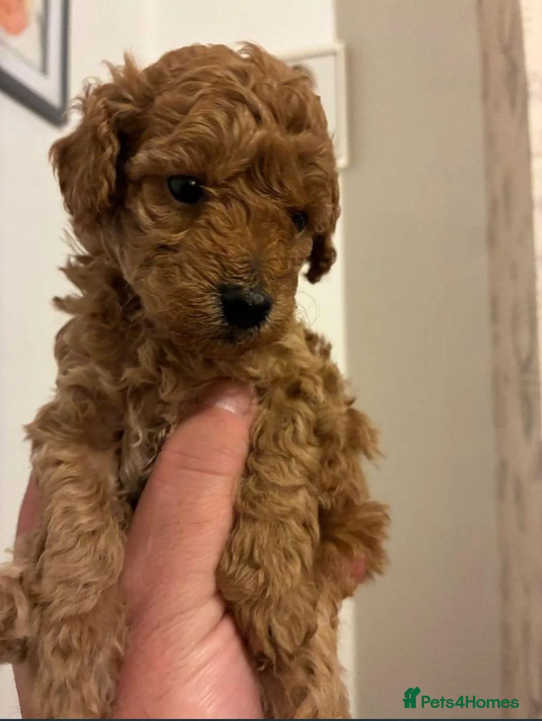 Toy Poodle dogs for sale: Toy Poodle Puppies in Birmingham - Advert 5