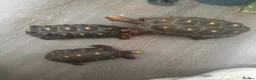 Tortoise reptiles for sale: Trio red footed tortoises - Advert 16