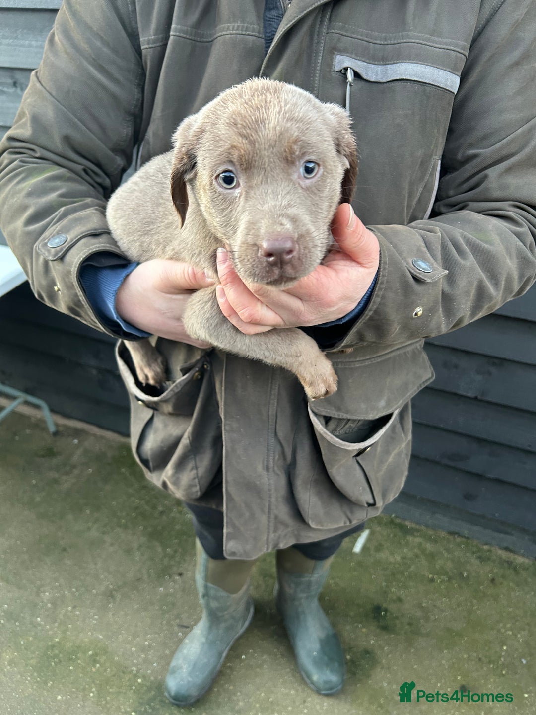 Labrador Retriever dogs for sale: Labrador puppies  - Advert 18