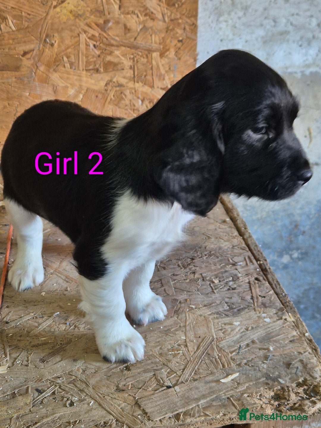 English Springer Spaniel dogs for sale: KC Registered Springer Spaniel Puppies  - Advert 5