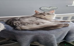 Maine Coon cats for sale: ** Last 2** Shaded line GCCF Registered Mainecoons - Image 24